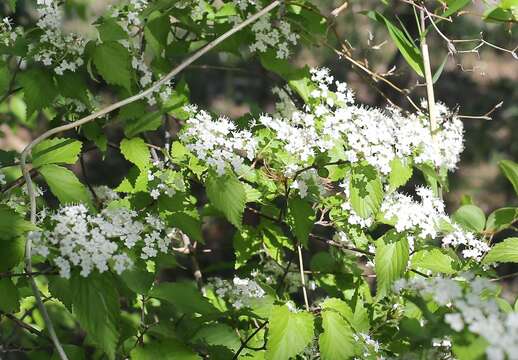 Imagem de Viburnum erosum Thunb.