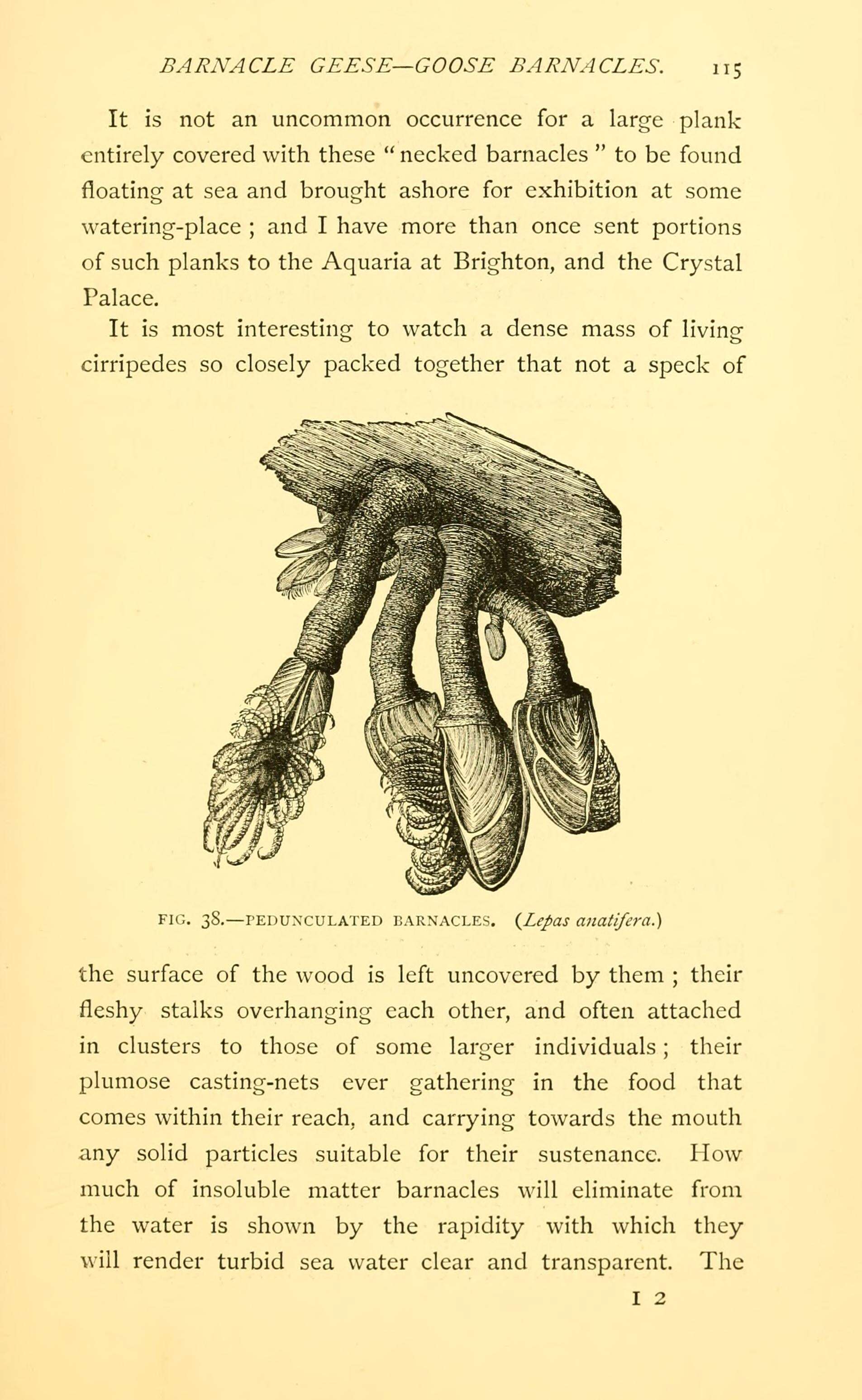 Image of Goose barnacle