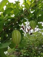 Celtis iguanaea (Jacq.) Sarg. resmi