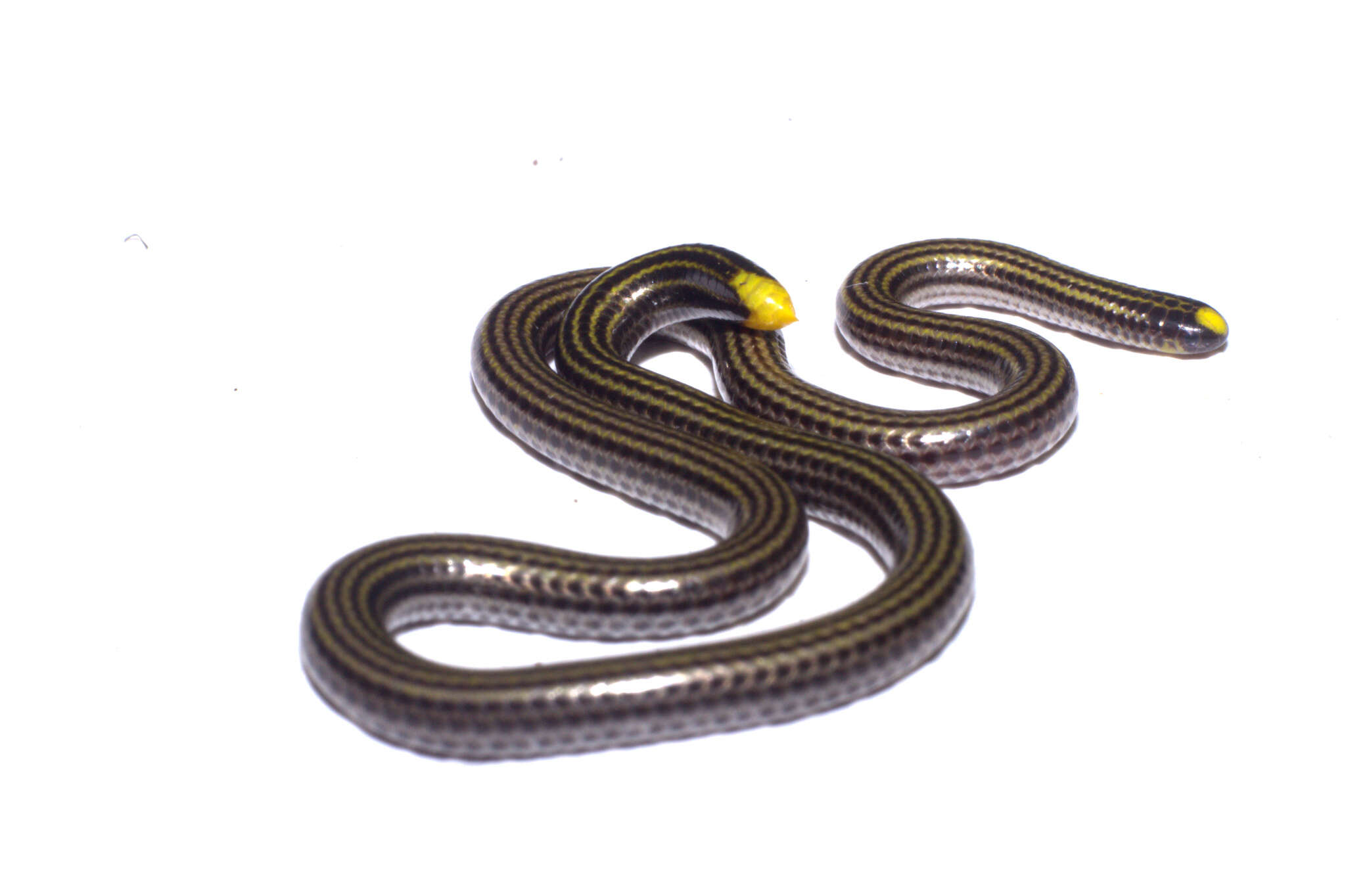 Image of Black Blind Snake