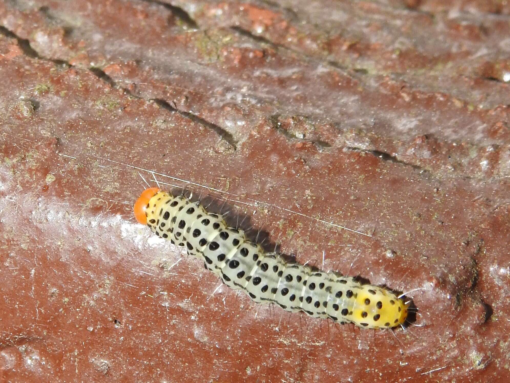 Image de Lithacodia crotopha Swinhoe 1905