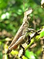 Image of Common Field Grasshopper