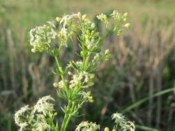 Image of White bedstraw