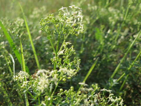 Image of White bedstraw