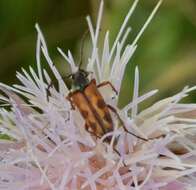 صورة Typocerus octonotatus (Haldeman 1847)