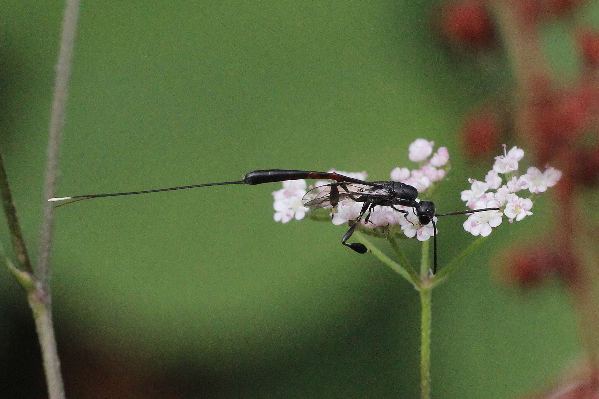 Imagem de Gasteruption jaculator (Linnaeus 1758)