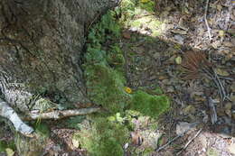 Image of leucobryum moss