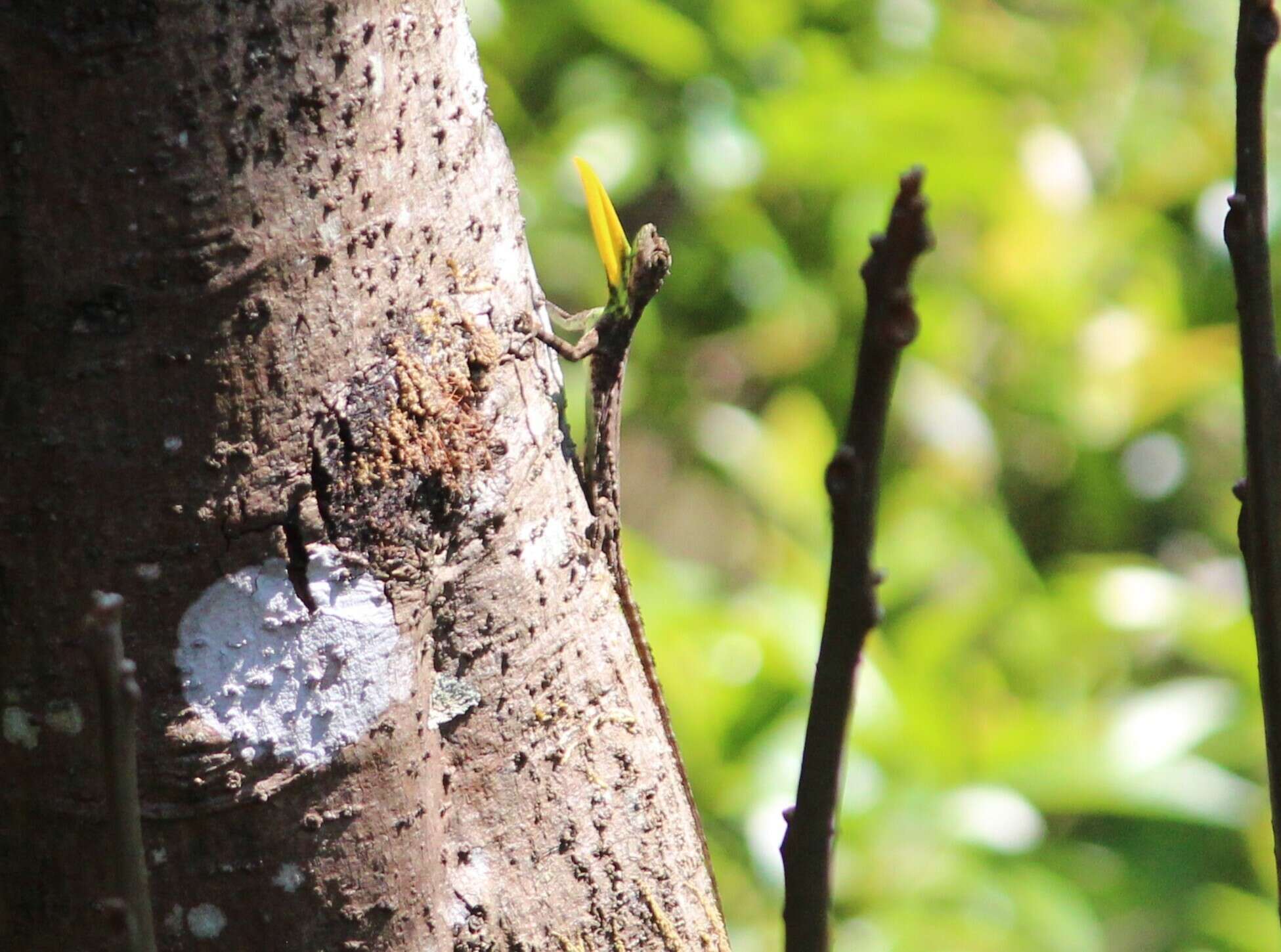 Image of Indian flying lizard