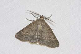 Image of Chlenomorpha sciogramma Lower 1918