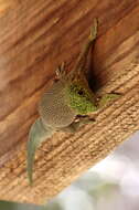 Image of Standing's Day Gecko