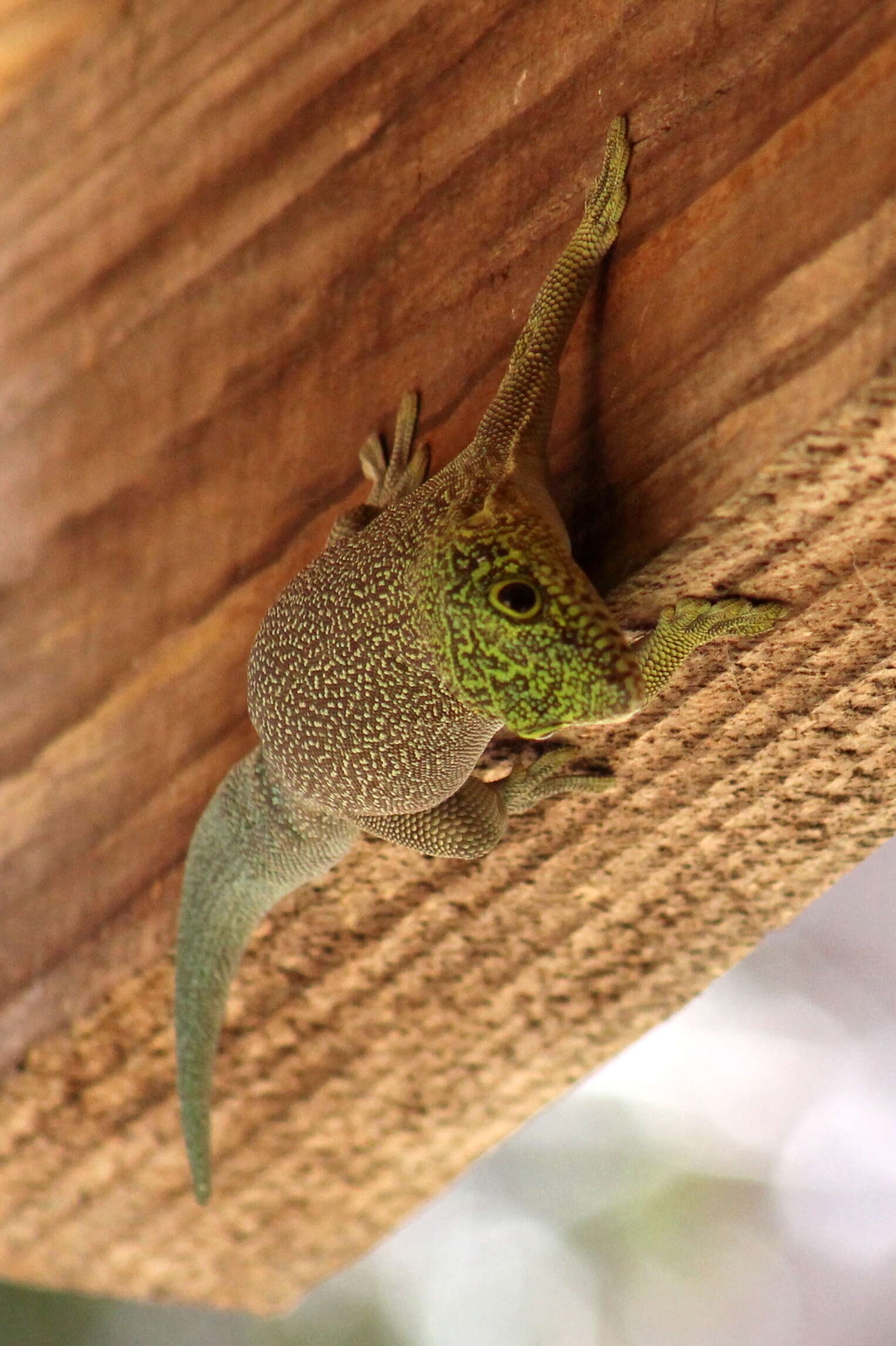 Image of Standing's Day Gecko