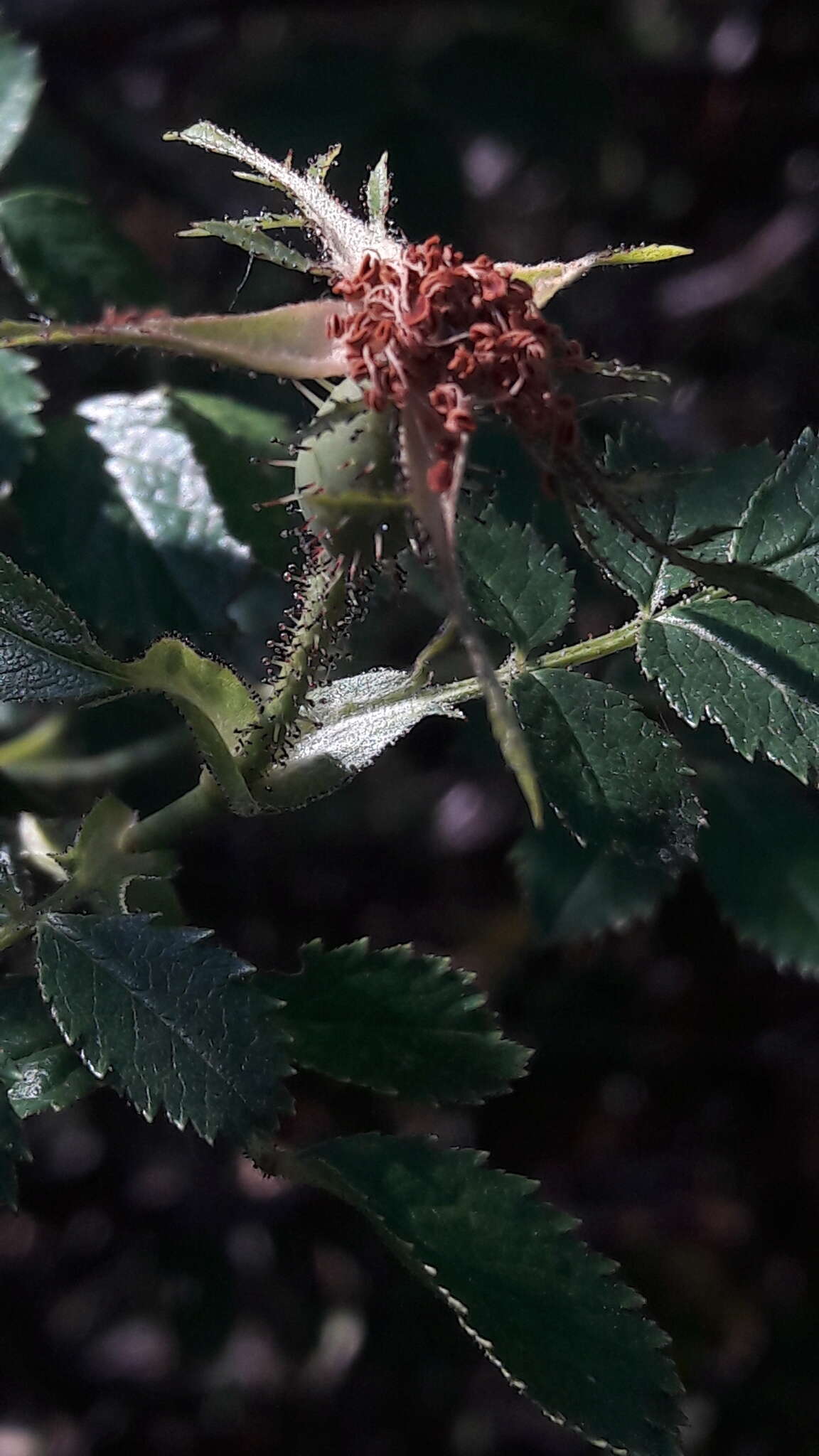 Image de "Rosier à petites fleurs, Églantier à petites fleurs"