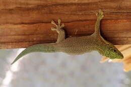 Image of Standing's Day Gecko