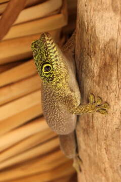 Image of Standing's Day Gecko