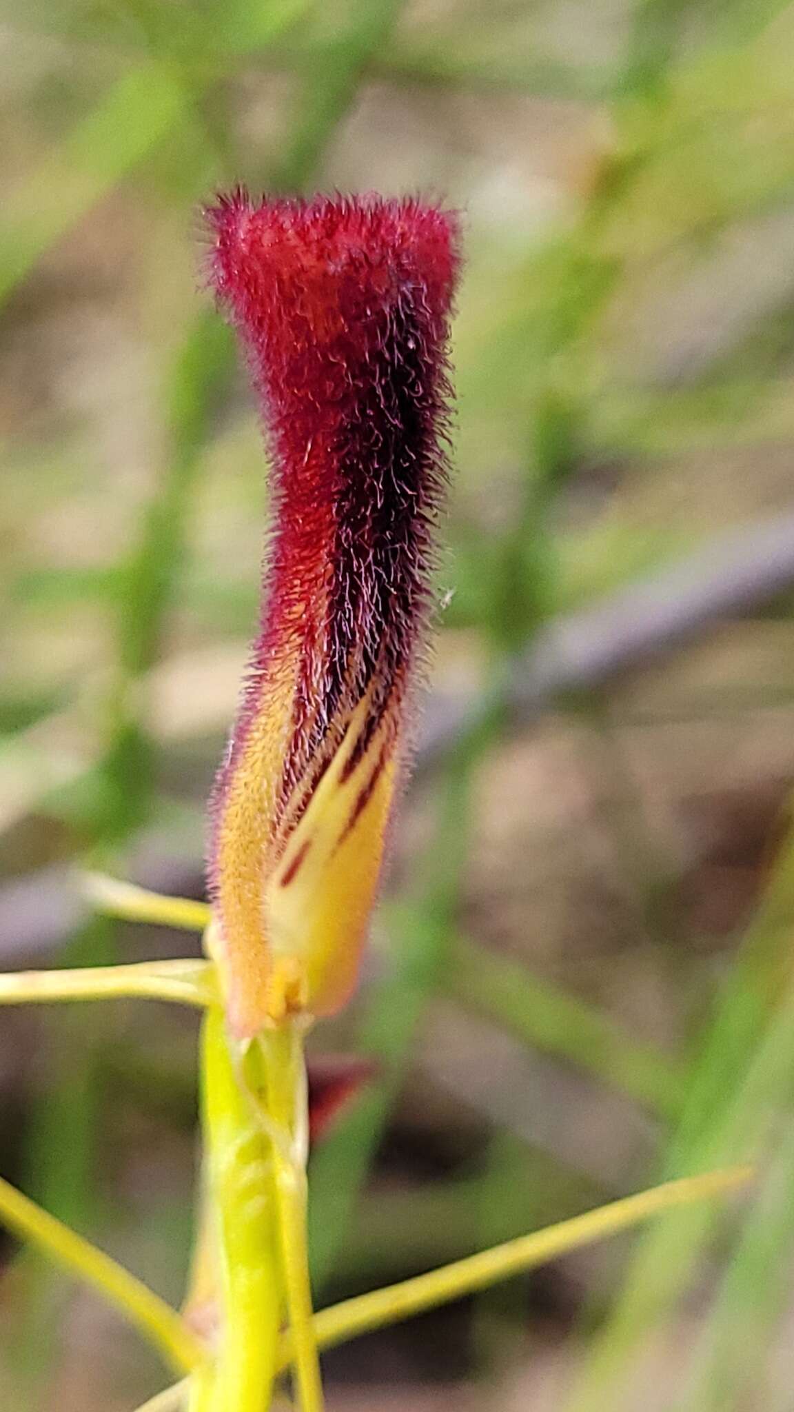 Image of Leafless tongue orchid