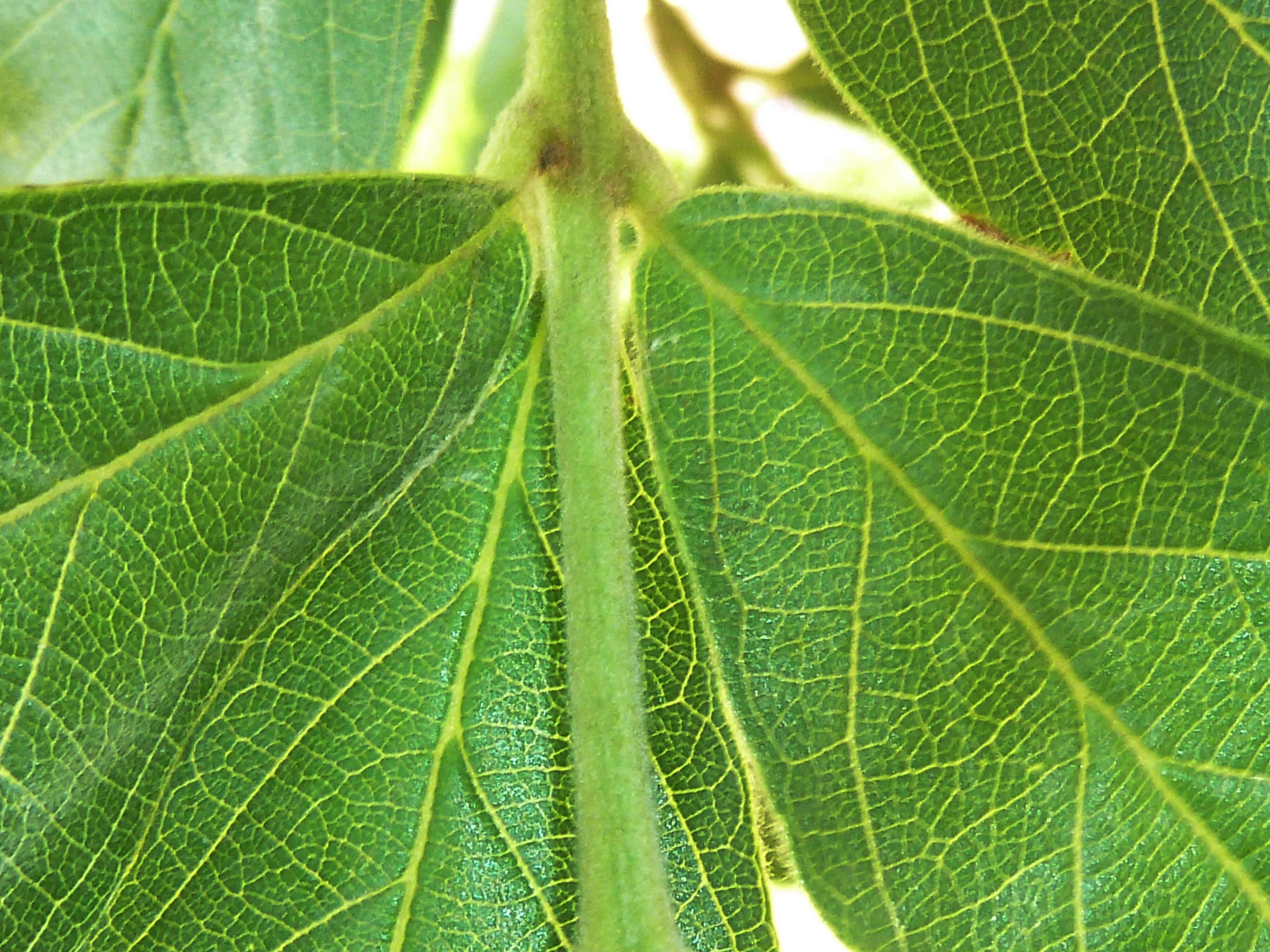 Image de Combretum erythrophyllum (Burch.) Sond.