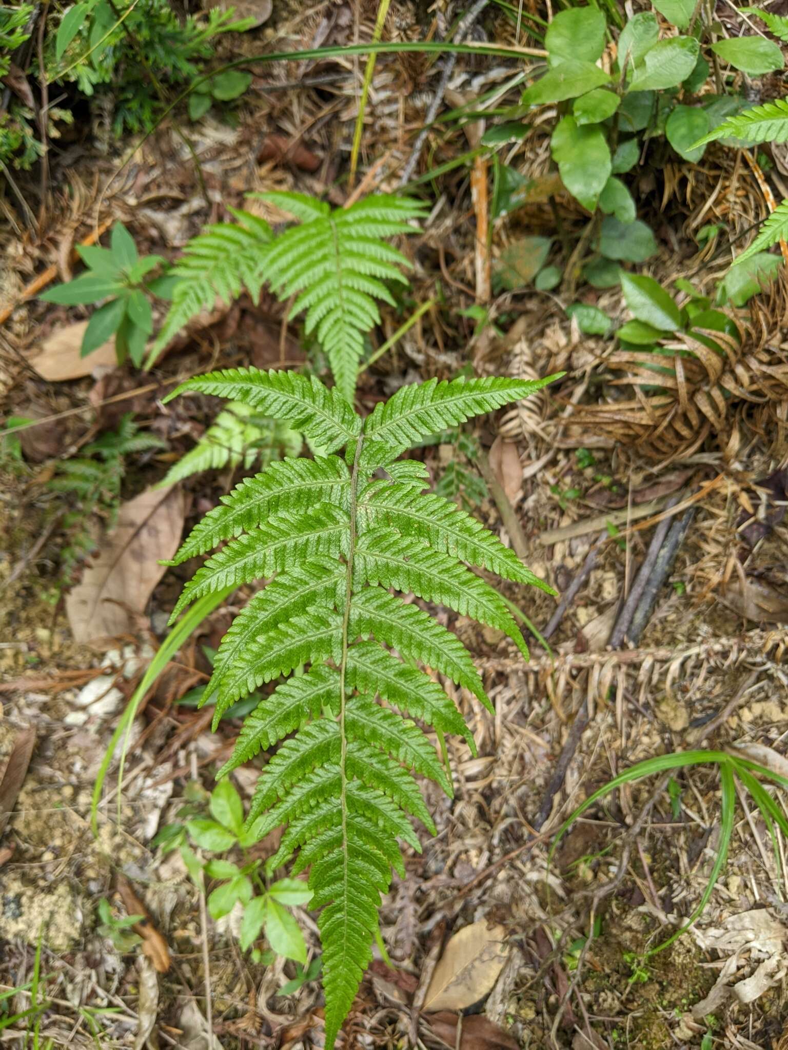 Plancia ëd Metathelypteris uraiensis (Rosenst.) Ching