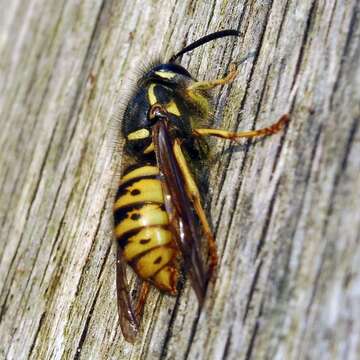 Dolichovespula saxonica (Fabricius 1793)的圖片