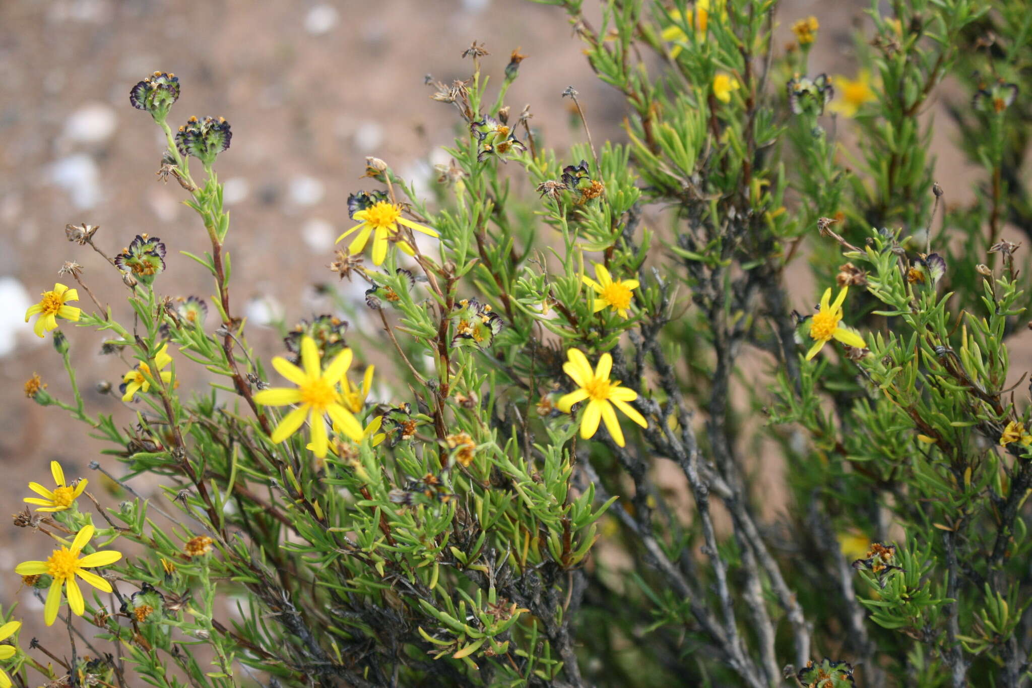 Image of Osteospermum microphyllum DC.