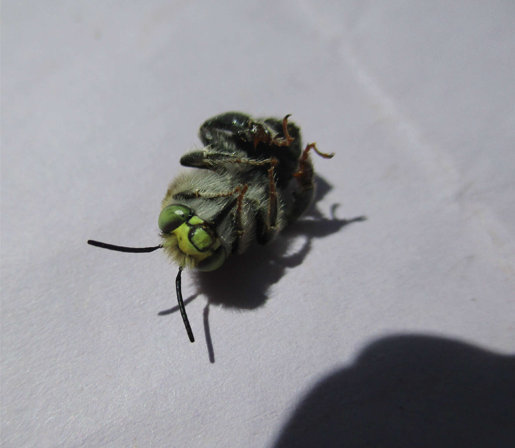 Image of California Anthophora