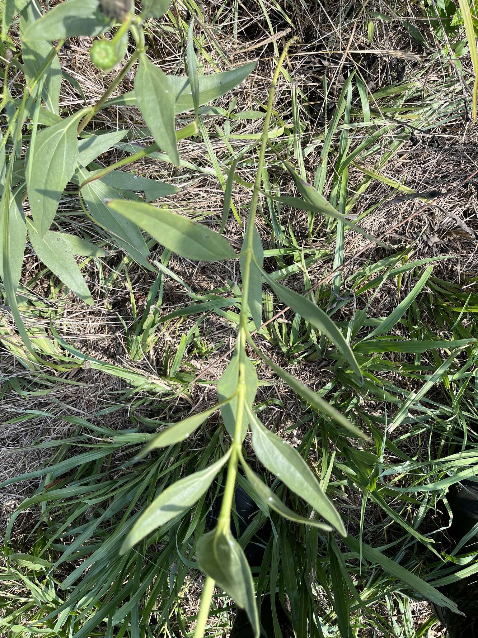 Image of stiff sunflower