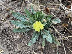 Image de Oenothera primiveris subsp. primiveris