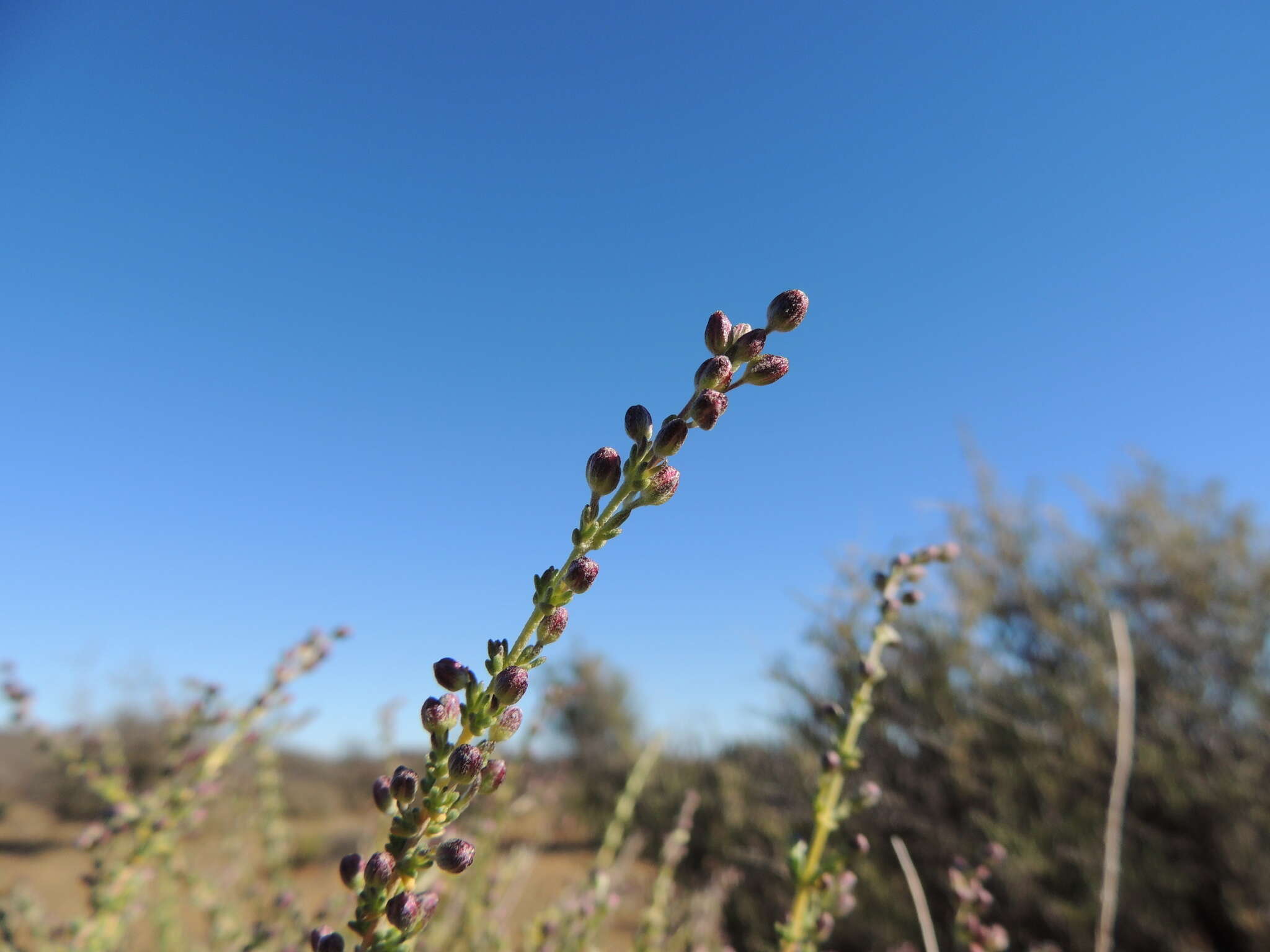 Eriocephalus ericoides subsp. ericoides的圖片