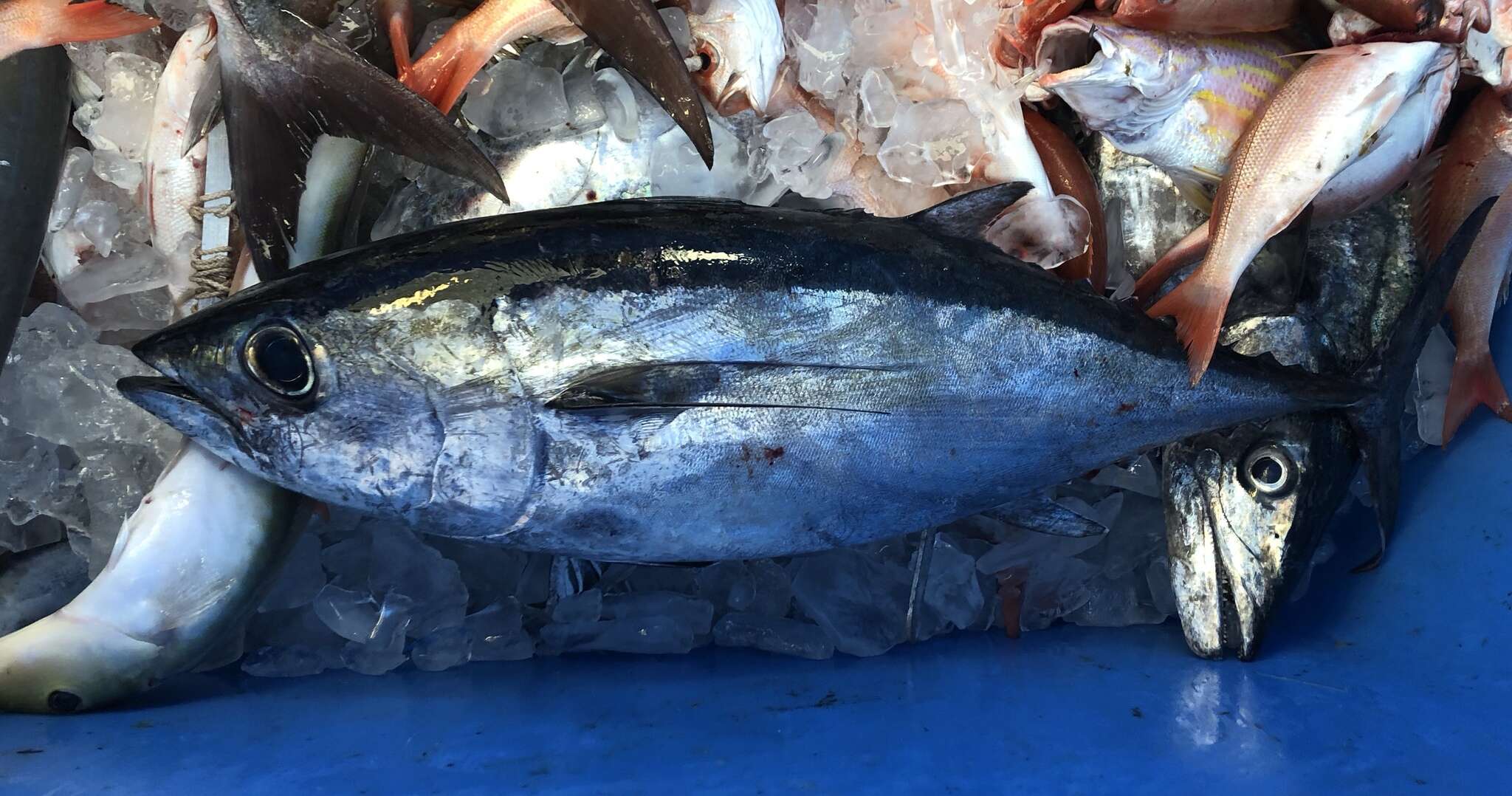 Image of Albacore