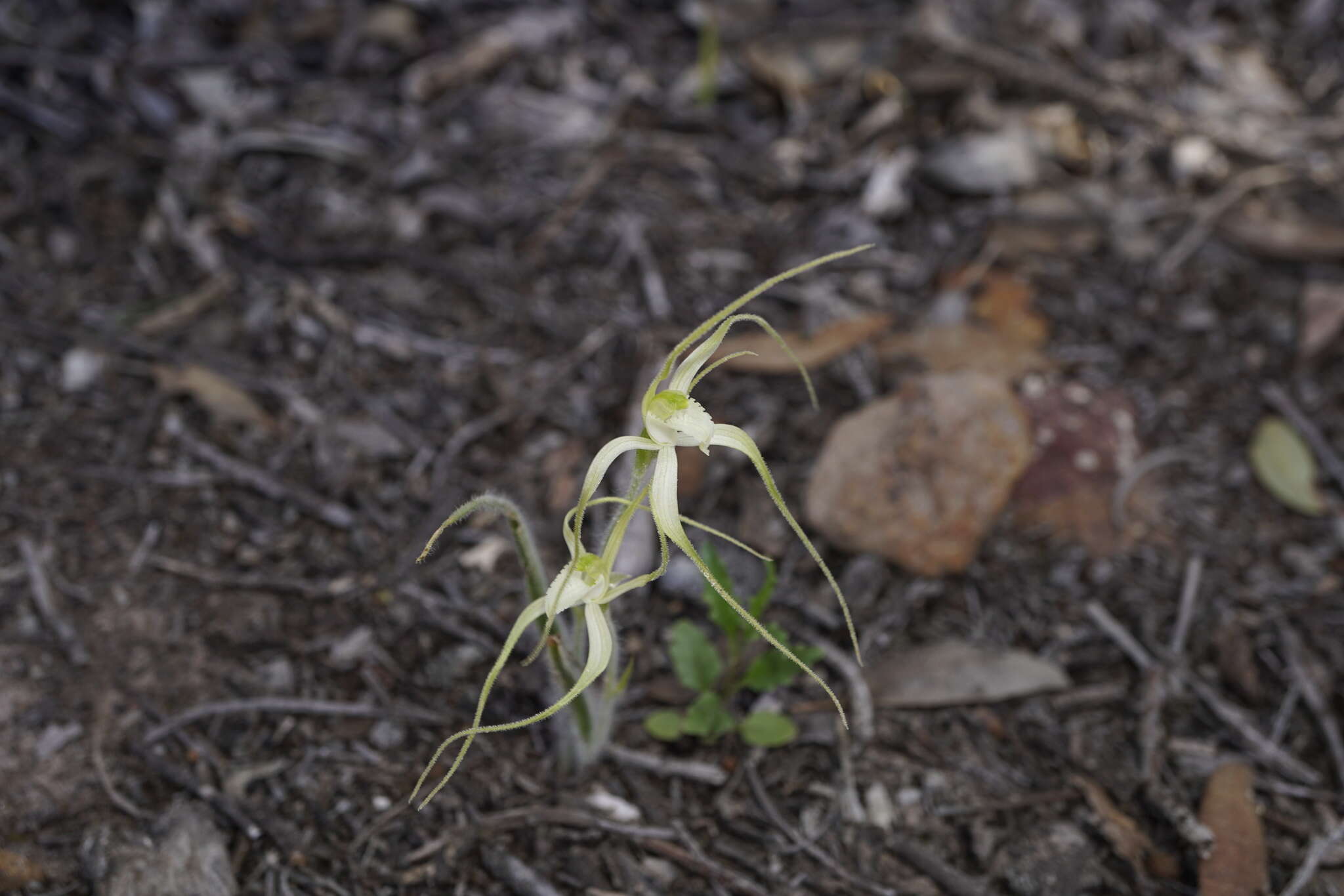 Image of Joseph's spider orchid