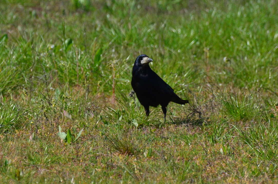 Слика од Corvus frugilegus frugilegus Linnaeus 1758