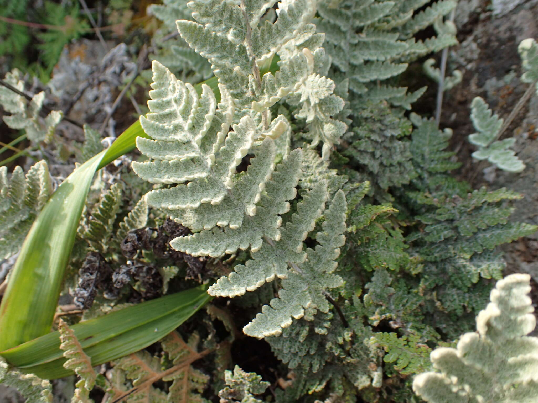 Image de Myriopteris newberryi (D. C. Eat.) Grusz & Windham