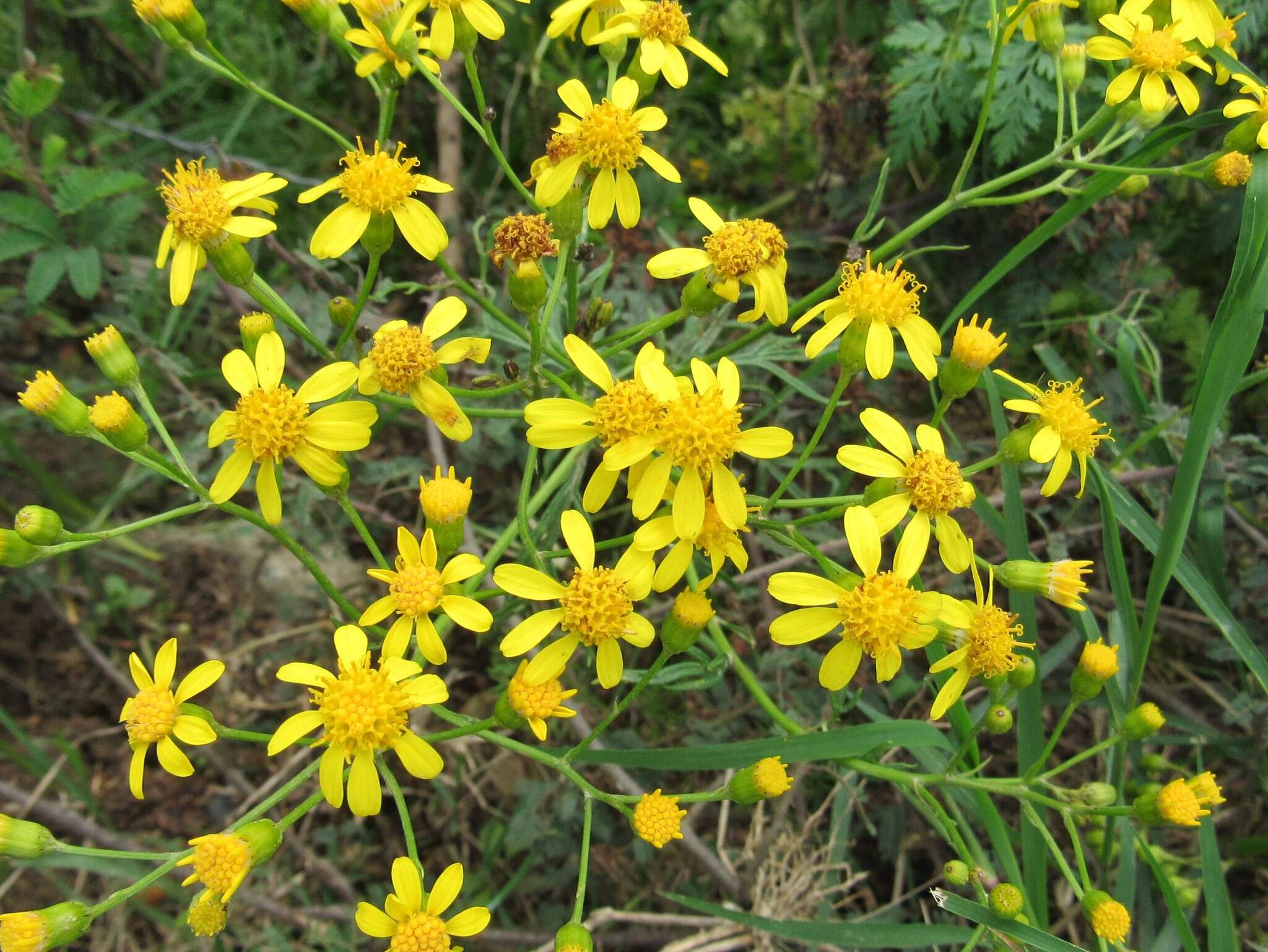 Sivun Senecio brasiliensis (Spreng.) Less. kuva