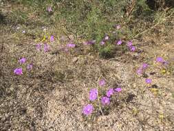 Imagem de Ipomoea ternifolia var. leptotoma (Torr.) J. A. Mc Donald