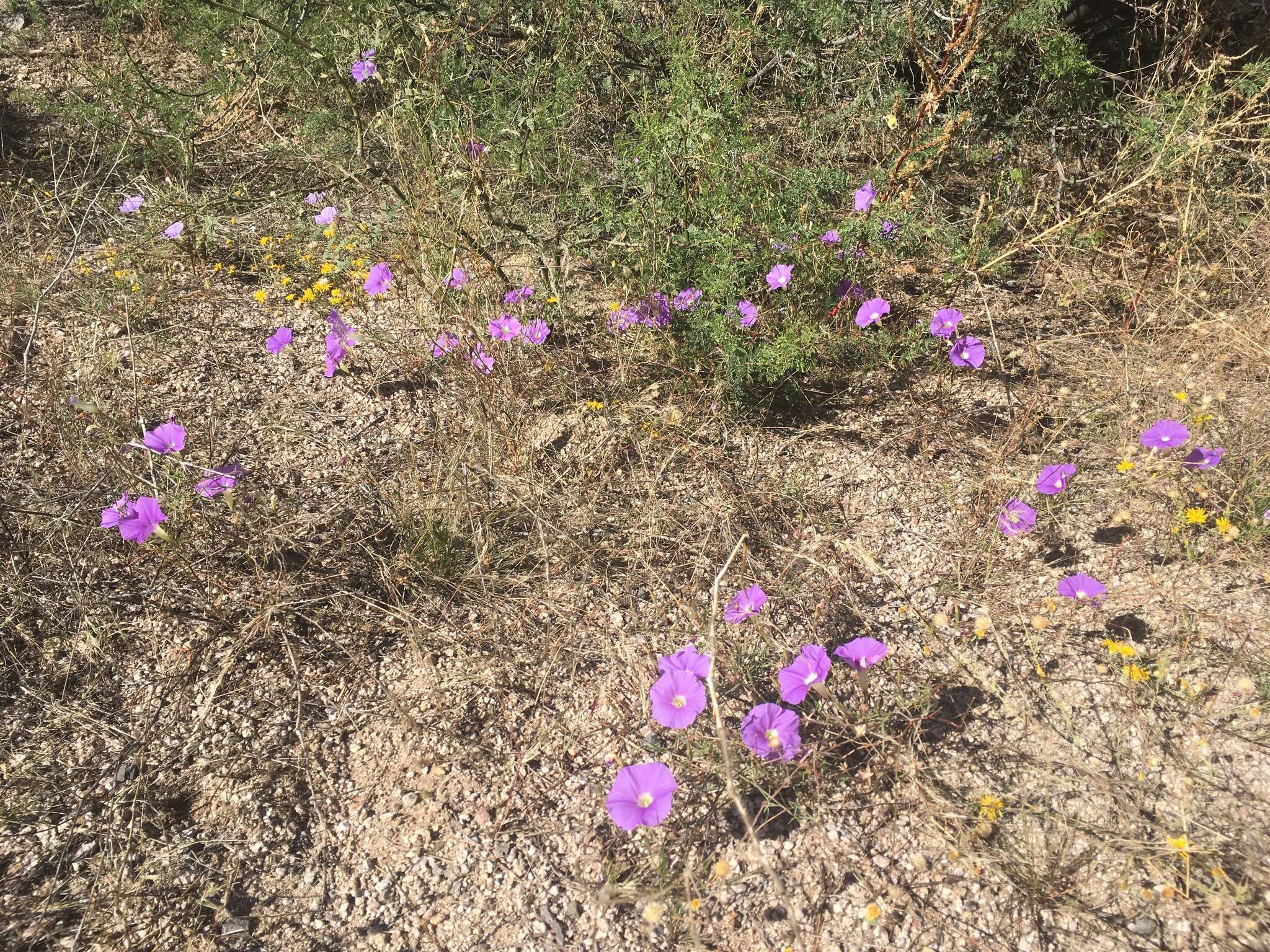 Imagem de Ipomoea ternifolia var. leptotoma (Torr.) J. A. Mc Donald