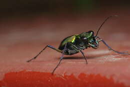 Plancia ëd Cicindela (Calochroa) whithillii (Hope 1838)