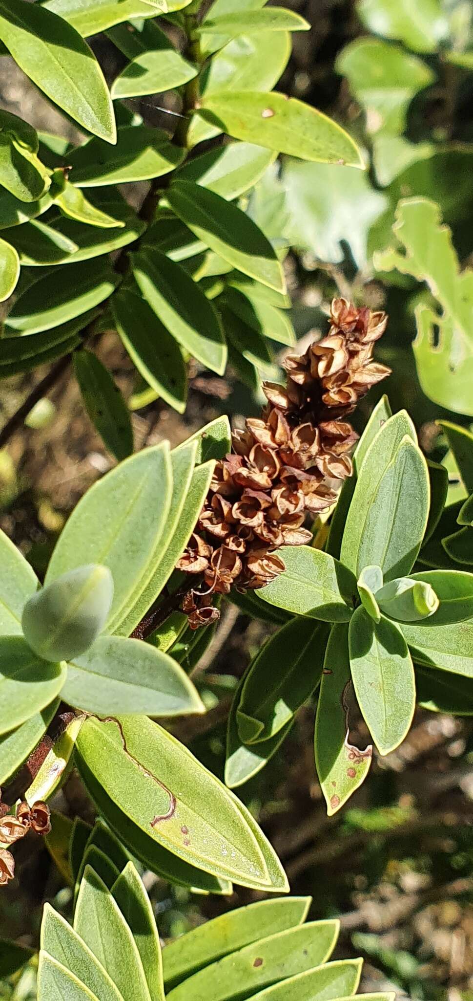 Image of Veronica albicans Petrie