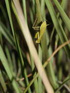Слика од Callimantis antillarum Saussure 1859
