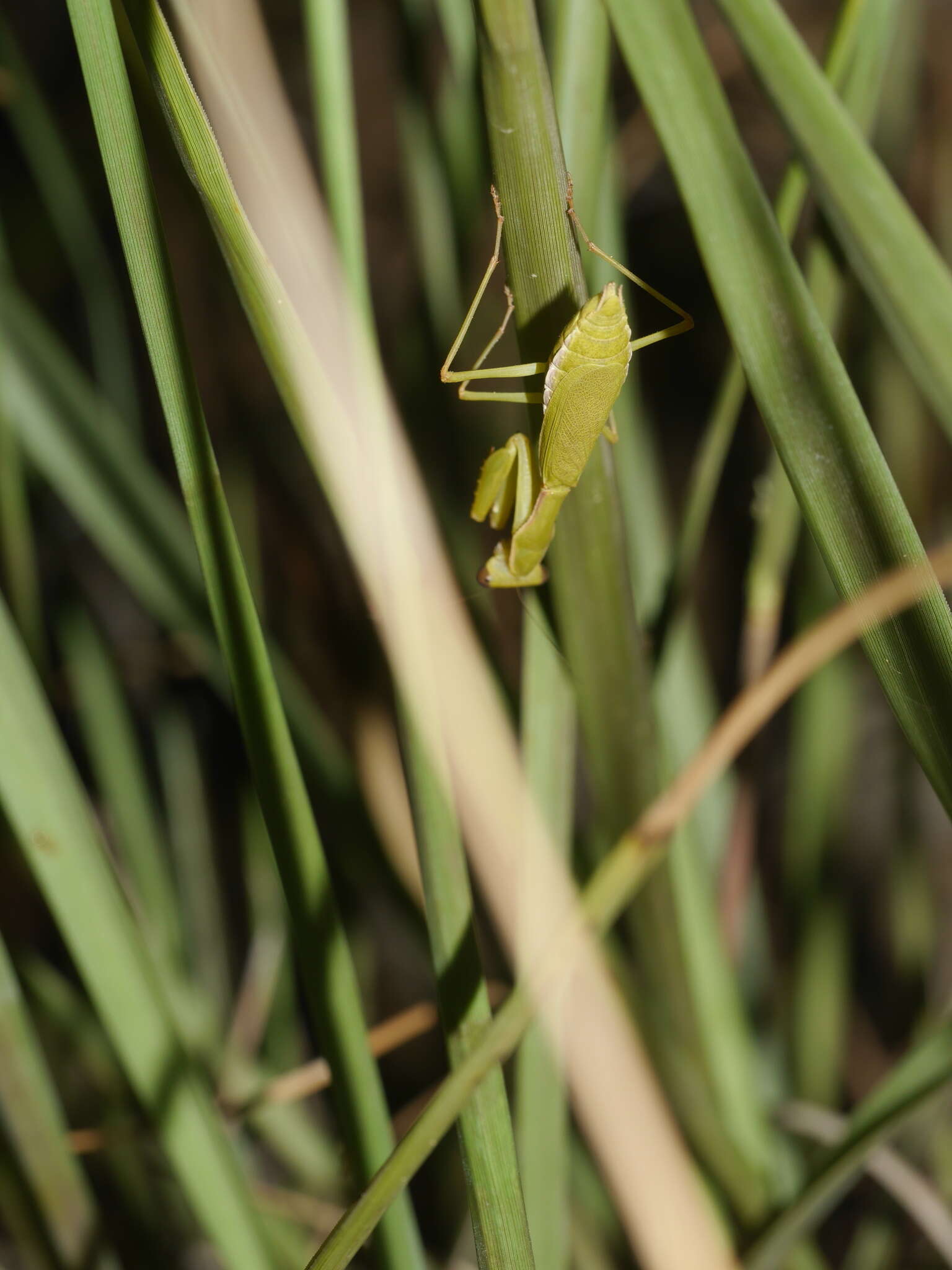 Слика од Callimantis antillarum Saussure 1859