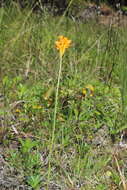 Image of Platycoryne pervillei Rchb. fil.