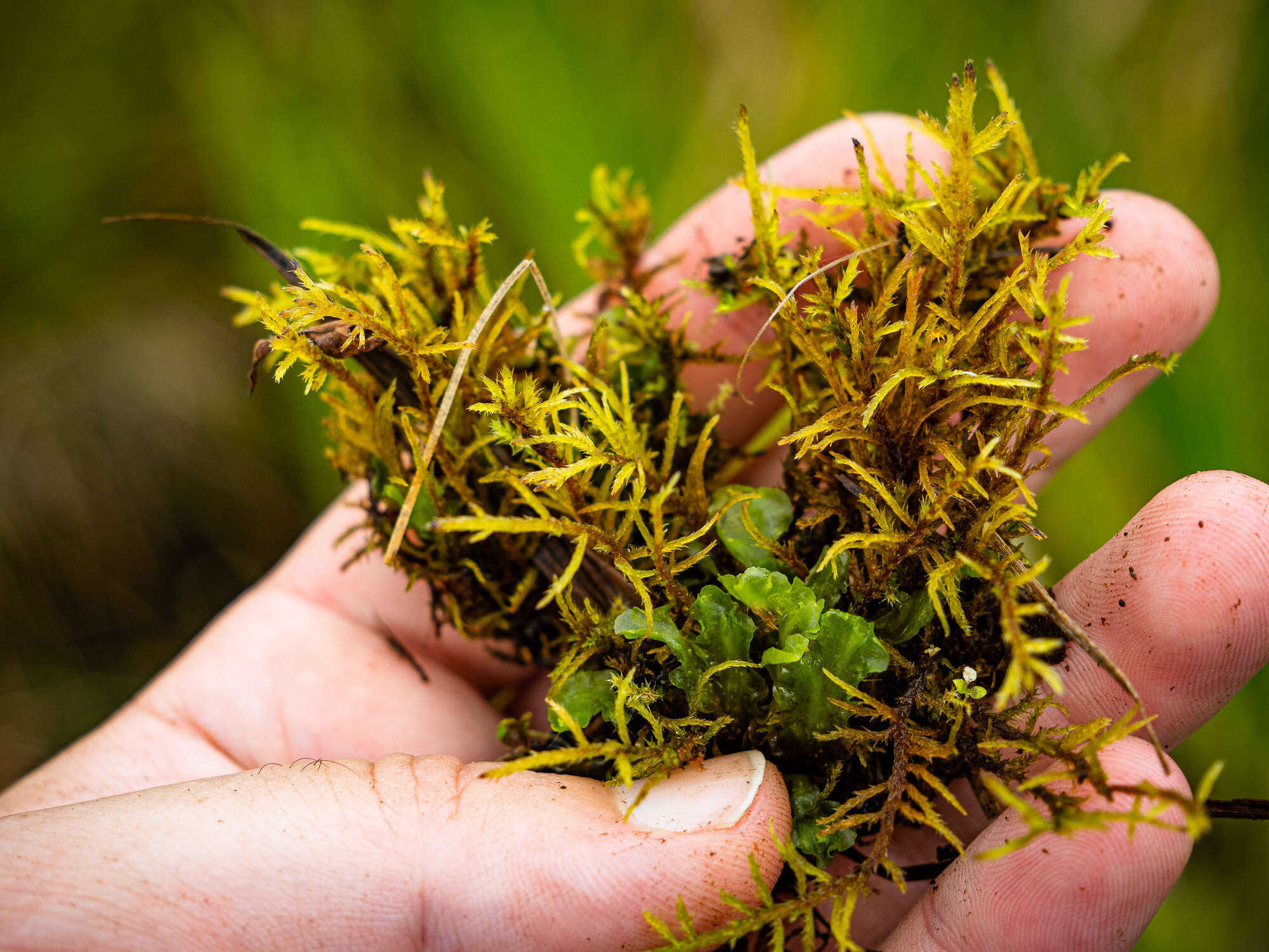Image of helodium moss