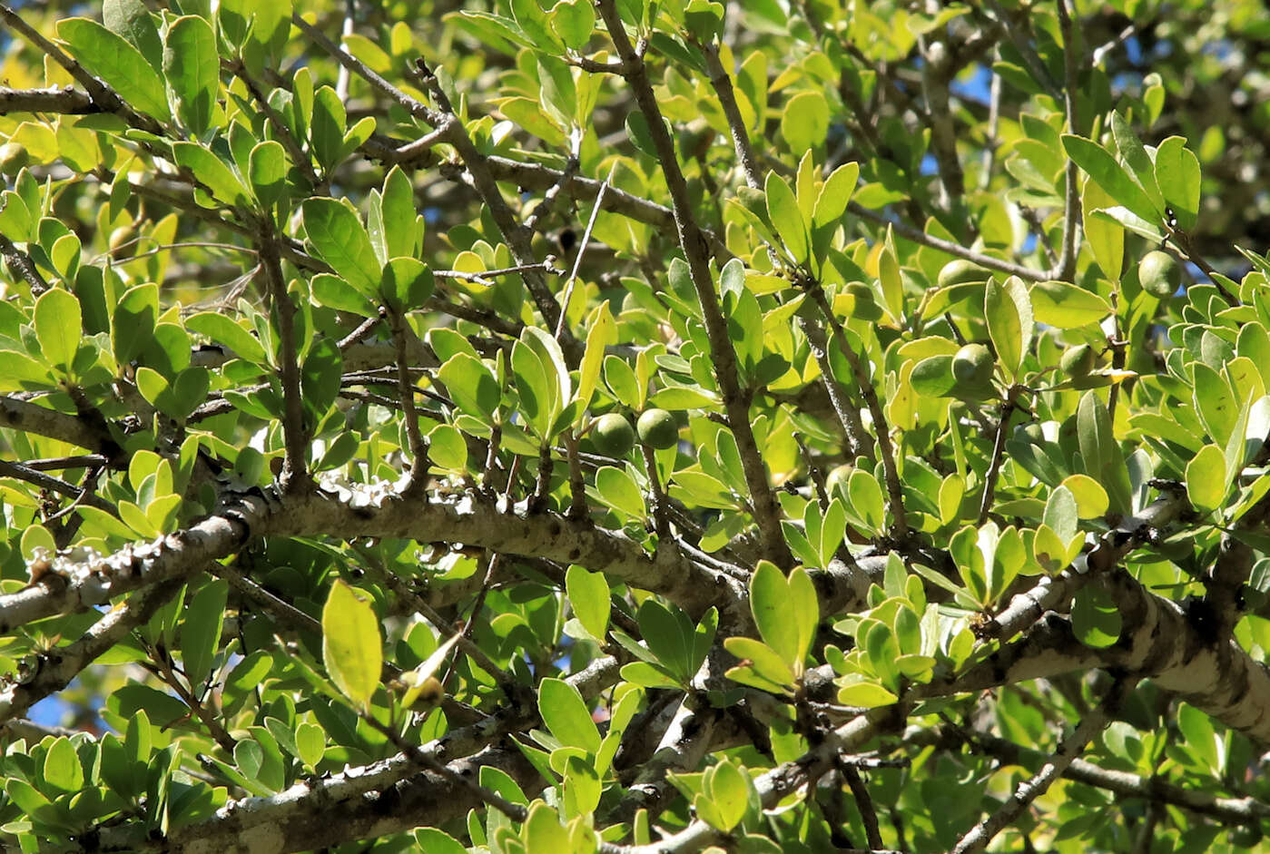 Elaeodendron transvaalense (Burtt Davy) R. H. Archer的图像