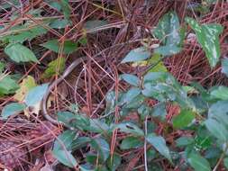 Image of Glass Lizards