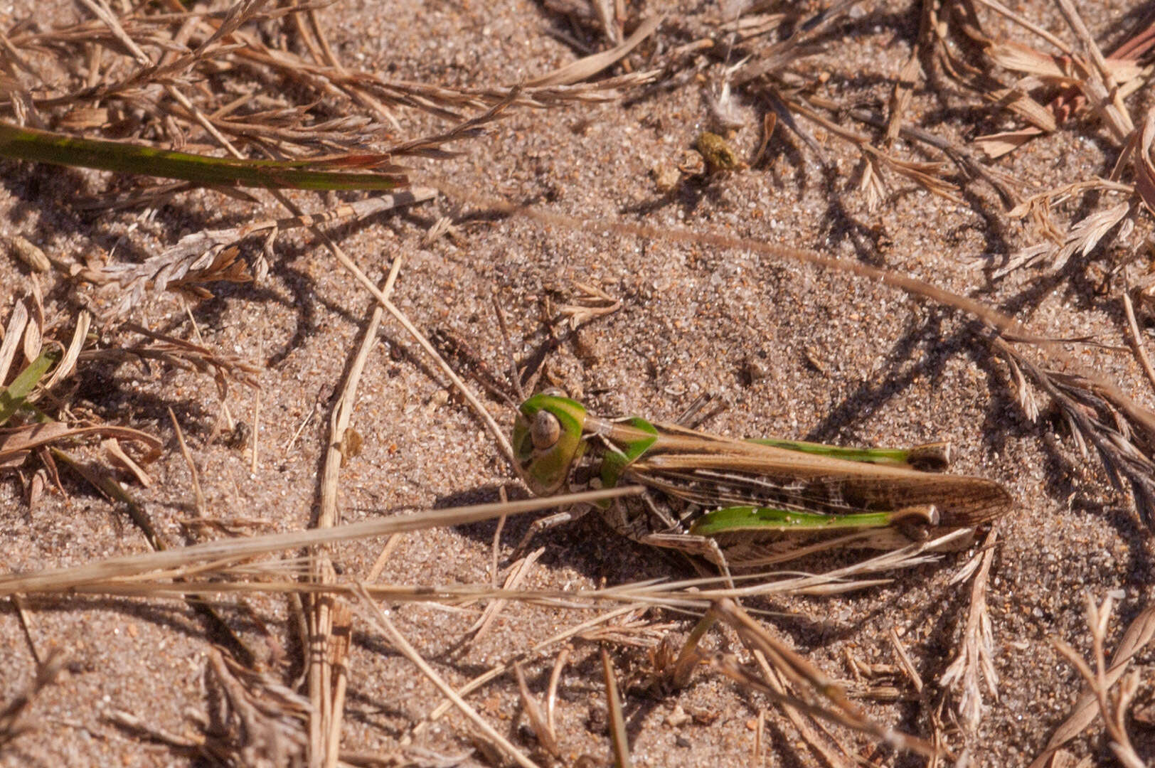 Image de Austroicetes vulgaris (Sjöstedt 1932)