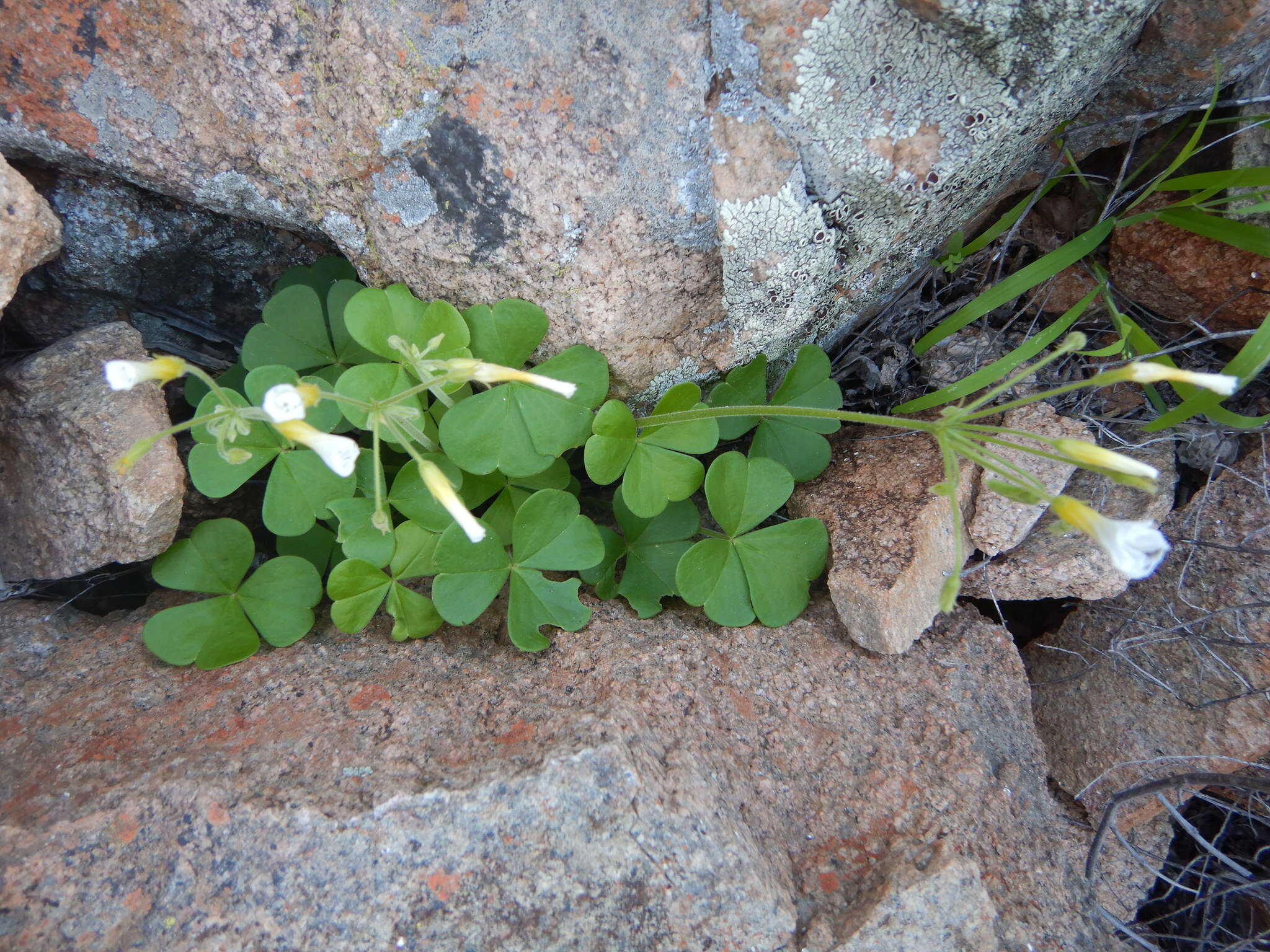 Sivun Oxalis hirsutibulba Dreyer, Roets & Oberl. kuva