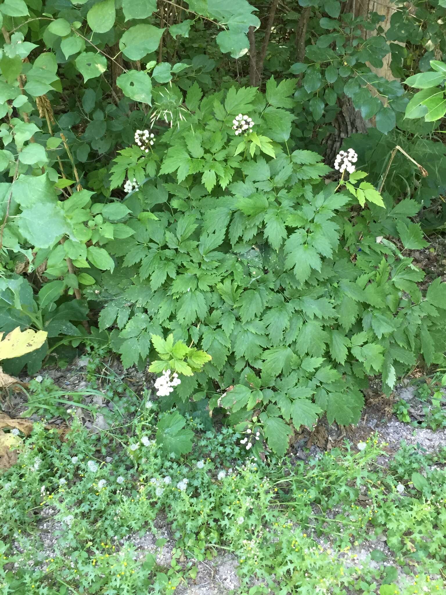 Image of red baneberry