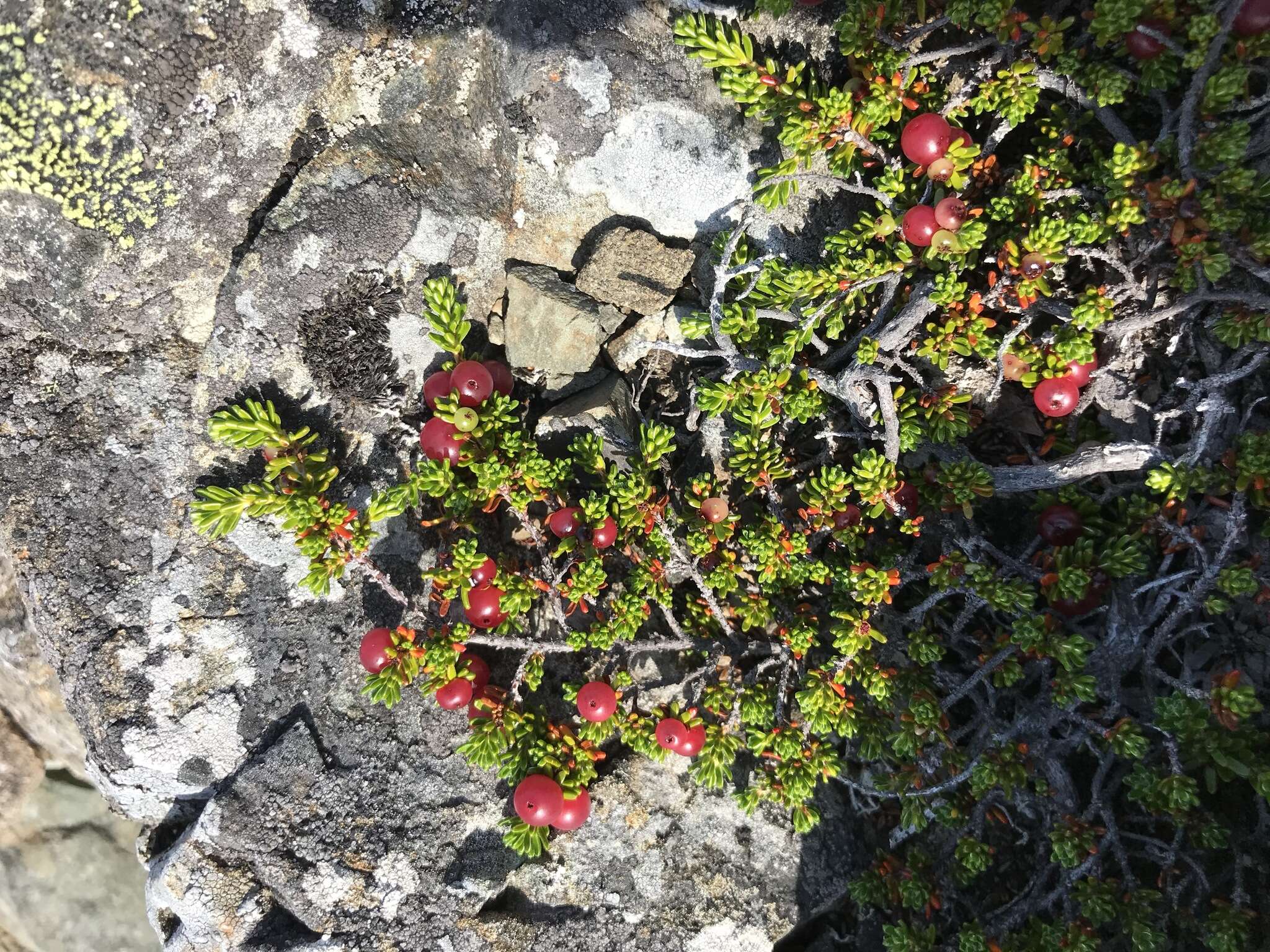 Image of purple crowberry