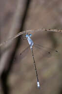 Sivun Lestes sigma Calvert 1901 kuva