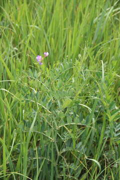 Image of Lathyrus incurvus (Roth) Willd.