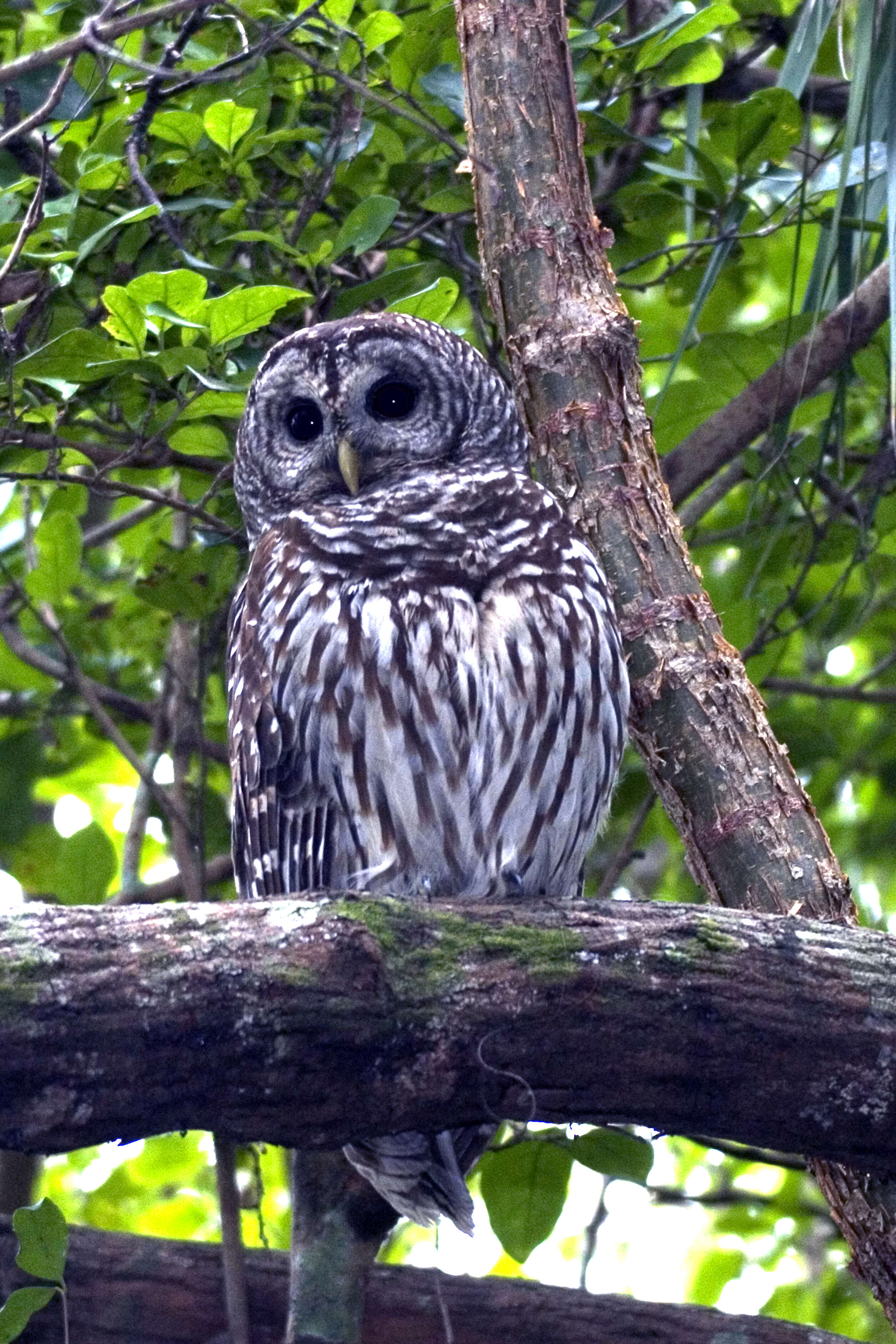 Image of Barred Owl