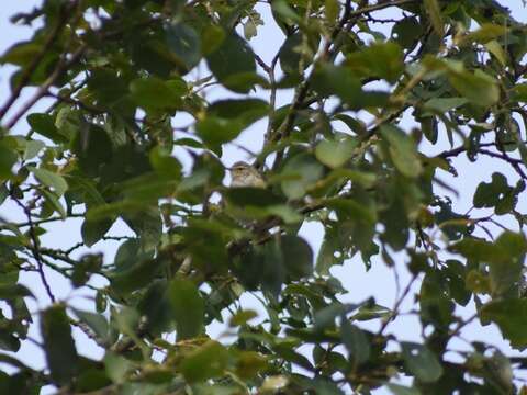 Image of Willow Warbler